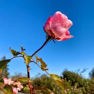 Meet your Posher, Anne